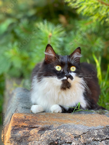 cat in the garden