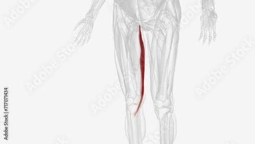 Gracilis is a thin, flat, long muscle that attaches to the coxal bone and tibia. photo