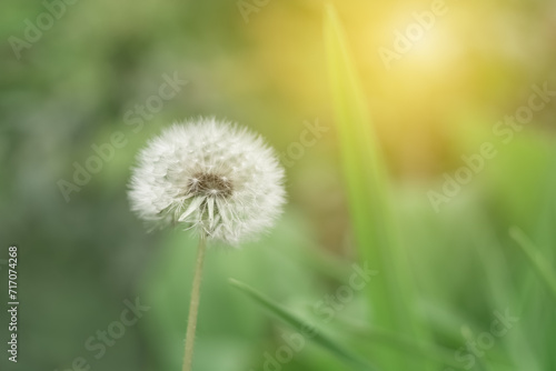 Soft fluffy dandelion in the sunlight. Beautiful spring floral background. Selective soft focus.