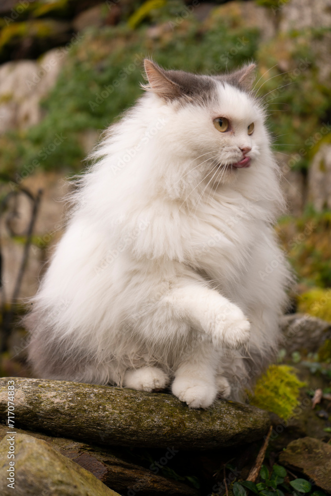 a fluffy white cat sitting on a rock