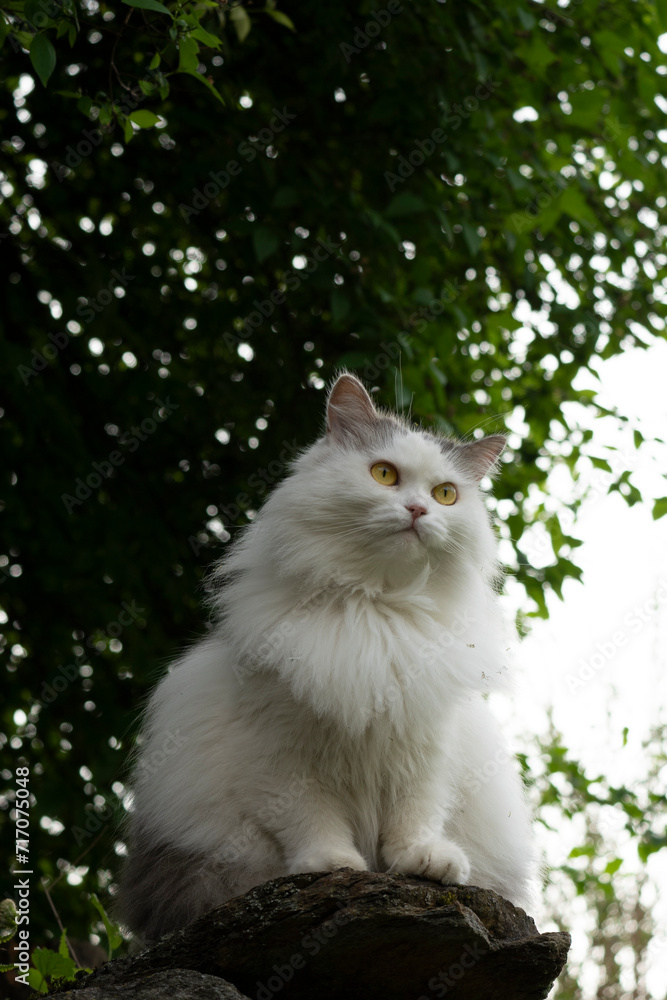 a white cat sitting on a rock in front of a tree