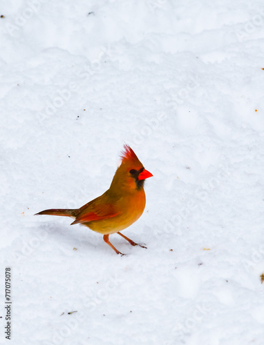 The northern cardinal (Cardinalis cardinalis), A female with pink plumage forages in the snow during winter in New Jersey © SVDPhoto