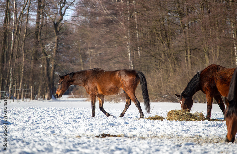 Horses on a winter pasture on a sunny cold day, snow, hay, Horses on a winter pasture on a sunny cold day, snow, hay,