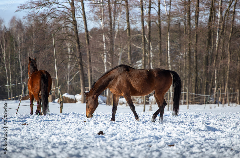 Horses on a winter pasture on a sunny cold day, snow, hay, Horses on a winter pasture on a sunny cold day, snow, hay,