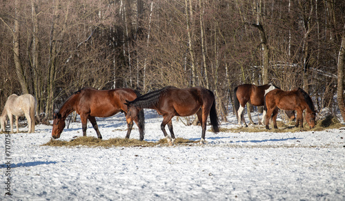 Horses on a winter pasture on a sunny cold day, snow, hay, © Ella