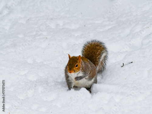 The eastern gray squirrel (Sciurus carolinensis), animal looking for food in winter, New Jersey