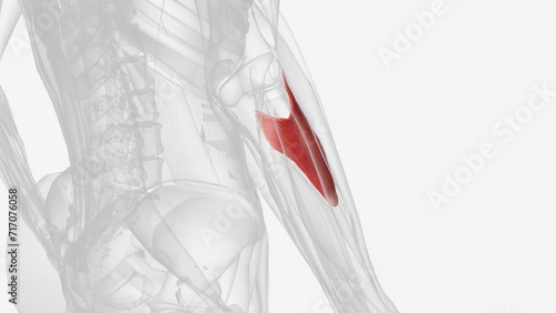 The supinator is a muscle within the deep compartment of the posterior forearm . photo