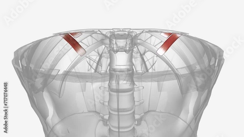 Subcostal muscles are the thin muscles found on the inner surface of the posterior thoracic wall bridging two or three intercostal spaces photo