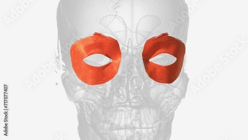 The orbicularis oculi muscle closes the eyelids and assists in pumping the tears from the eye into the nasolacrimal duct system.