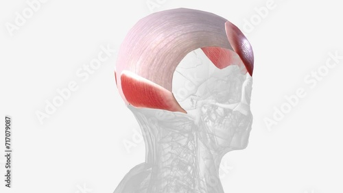 The occipitofrontalis muscle (epicranius muscle) is a muscle which covers parts of the skull. photo