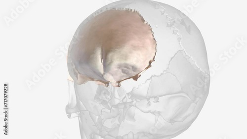 The frontal bone in an adult is an unpaired bone that is a part of the boney structure that forms the anterior . photo