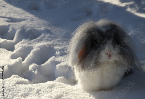 rabbit in the sunshine snow