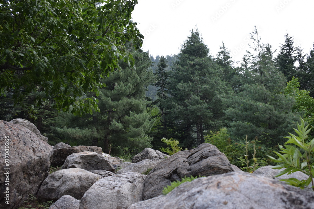 pine tree in the mountains pine tree in the mountains