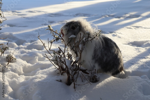 rabbit in the snow eating lavender