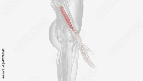 The flexor digitorum profundus is a muscle in the forearm of humans that flexes the fingers . photo