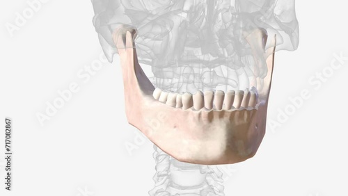 The lower jaw (mandible) supports the bottom row of teeth and gives shape to the lower face and chin .