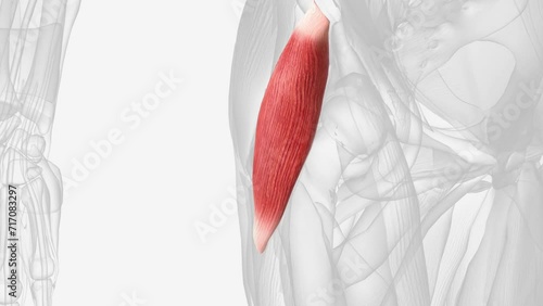 The tensor fasciae latae is a muscle of the thigh. photo