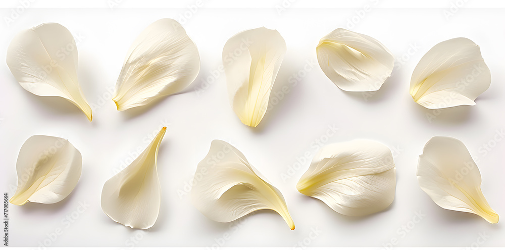 Collection of white flower petals isolated on a white background Collection of white flower petals isolated on a white background