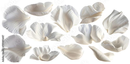 Collection of white flower petals isolated on a white background
