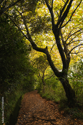 Camino lleno de hojas por el suelo (ID: 717085894)