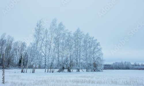Cold winter background with frost covered forest