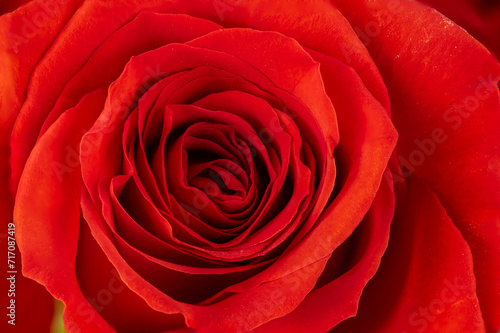 Beautiful red rose close up. Floral background