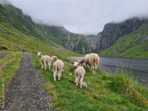 Familia de ovejas
