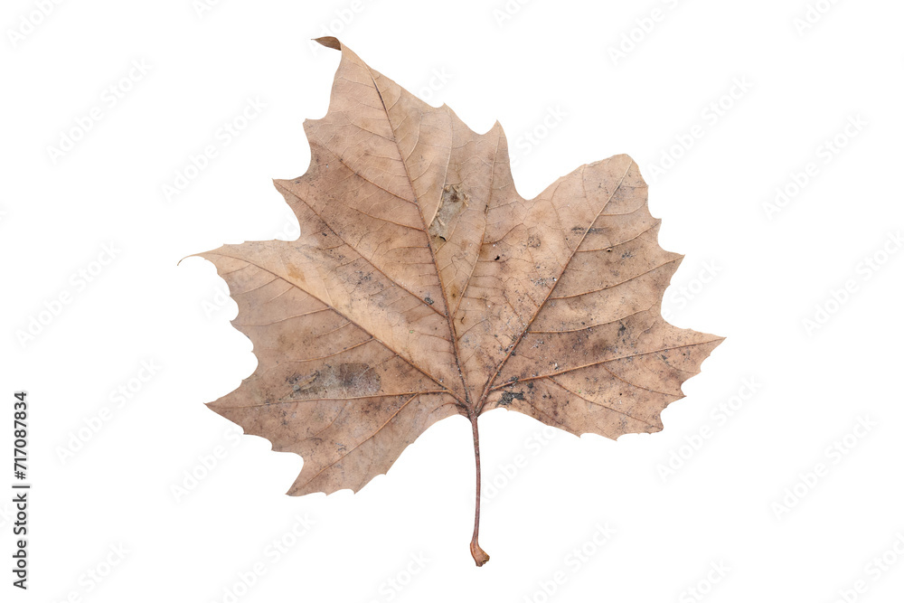 large tree leaf autumn colors