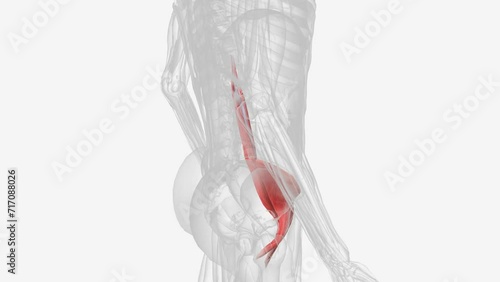 The iliopsoas muscle refers to the joined psoas major and the iliacus muscles . photo