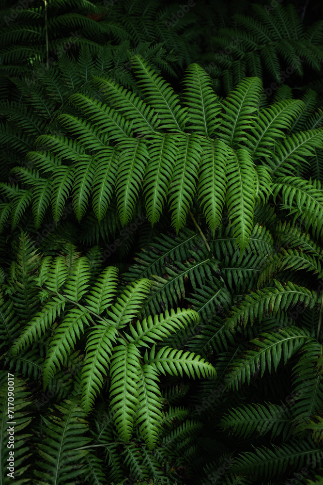 Woodwardia radicans Woodwardia radicans