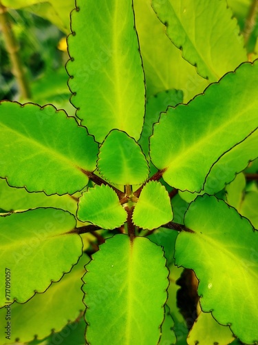 Bryophyllum pinnatum or  Kalanchoe pinnata commonly known as cathedral bells, air plant, life plant, miracle leaf, Goethe plant, and love bush, is a succulent plant native to Madagascar.  photo