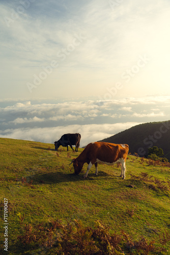 Dos vacas pastando en lo alto de las montañas