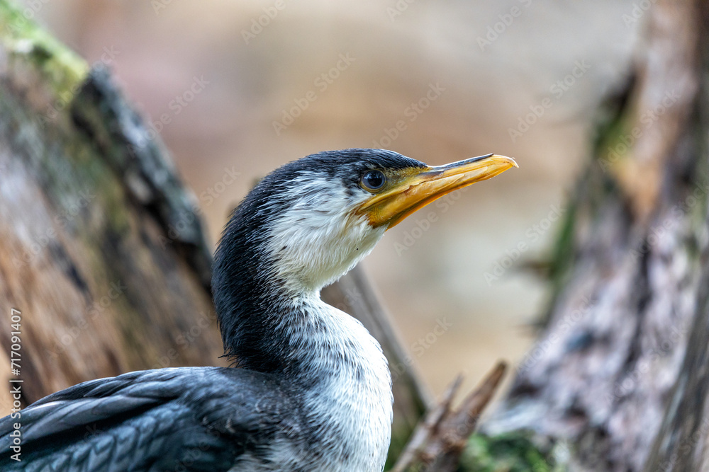 Little Pied Cormorant (Microcarbo melanoleucos) in Australia Little Pied Cormorant (Microcarbo melanoleucos) in Australia