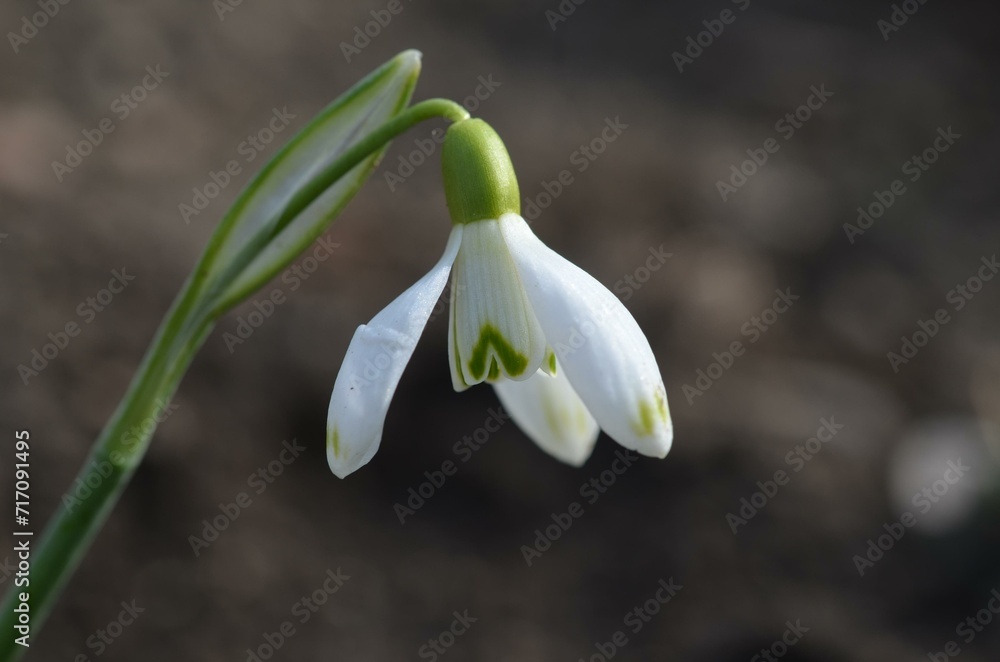 Spring blooming snowdrop Galanthus nivalis Spring blooming snowdrop Galanthus nivalis