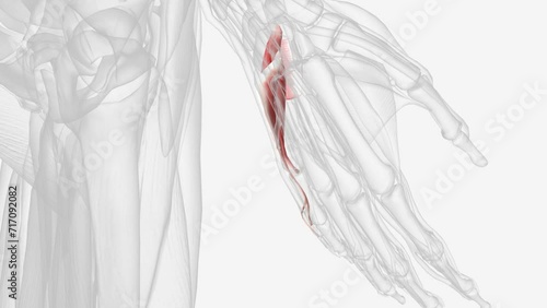 Hypothenar muscles of right hand . photo