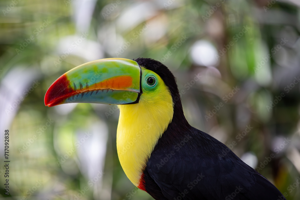 Fototapeta premium Keel-billed Toucan (Ramphastos sulfuratus) in Southern Mexico