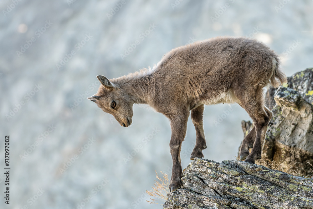 Alpine ibex cub (Capra ibex) climbing an incredibly steep cliff against blurred rock wall in the background, Alps Mountains, Italy.