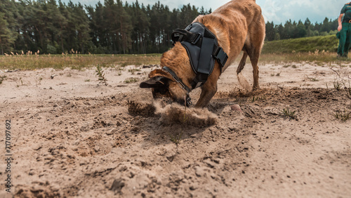 Canvas Print trained military canine actively searching in sandy terrain with determination a