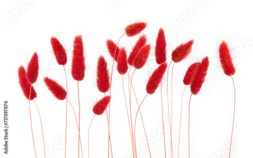 Fototapeta Naklejka Na Ścianę i Meble -  Red fluffy bunny tails grass isolated on white background. Dried Lagurus flowers grasses.