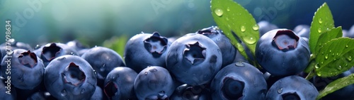 A close-up of blueberries with water droplets on them  set against a green background.