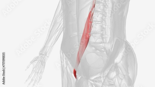 The psoas muscle is a paraspinal muscle located deep in the body, very close to the spine and the brim of the lesser pelvis.