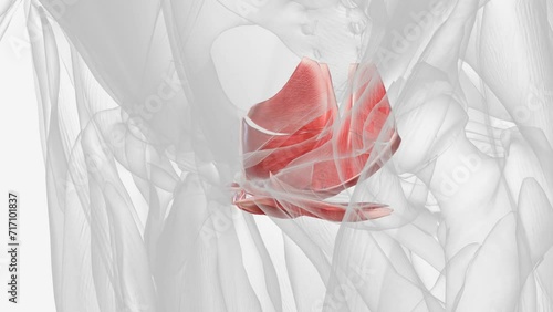 Muscles of pelvic floor and perineum .