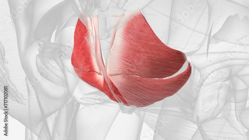 The pelvic floor muscles span the bottom of the pelvis and support the pelvic organs (bladder and bowel, and uterus (womb) in women)