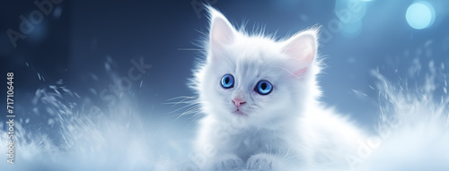 Cute Little Kitten