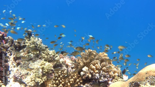 Arabian chromis fishes (Chromis flavaxilla) near coral reef, Red sea photo