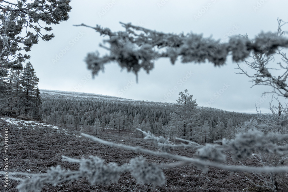 Vereister mystischer Naturwald mit dem ersten Schnee, Schweden
