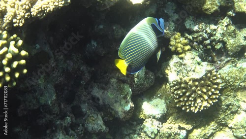 Emperor angelfish (Pomacanthus imperator) fish swimming in the tropical sea photo