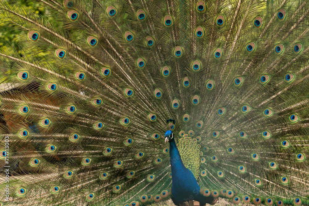 Naklejka premium Close up of colorful peacock with his feathers fanned out