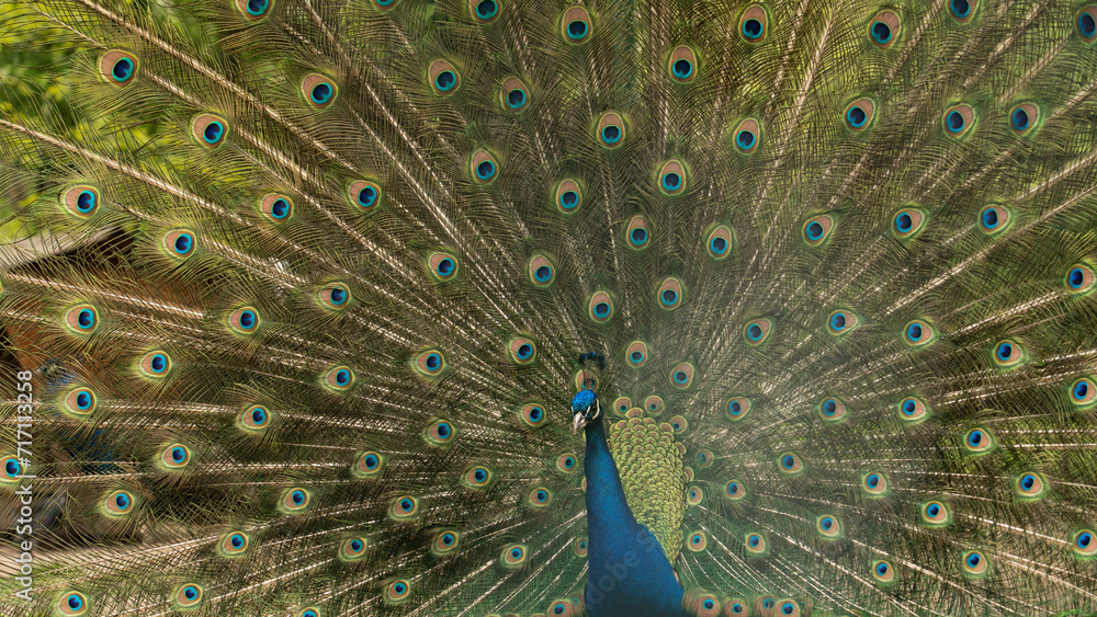 Obraz premium Close up of colorful peacock with his feathers fanned out