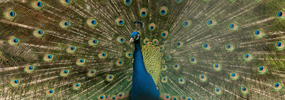 Obraz premium Close up of colorful peacock with his feathers fanned out